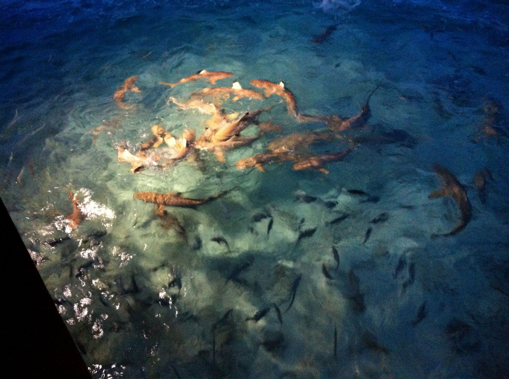 sharks feeding