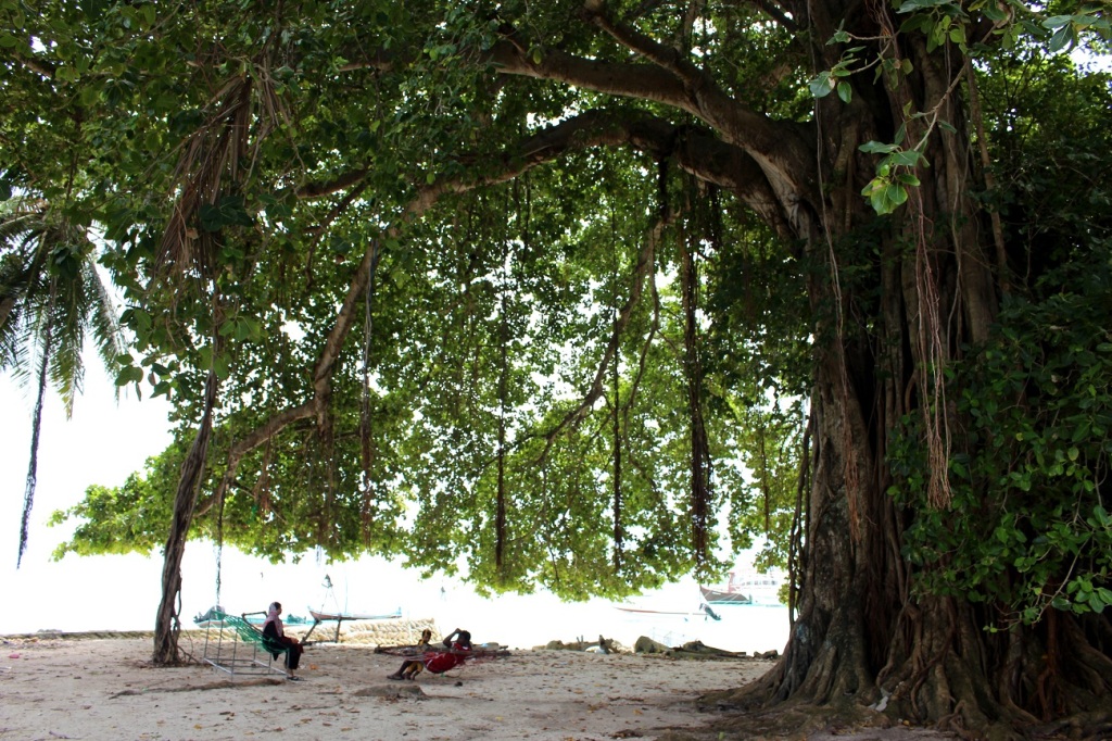 Locals relaxing in homemade hammocks under the most beautiful tree I've seen in Maldives