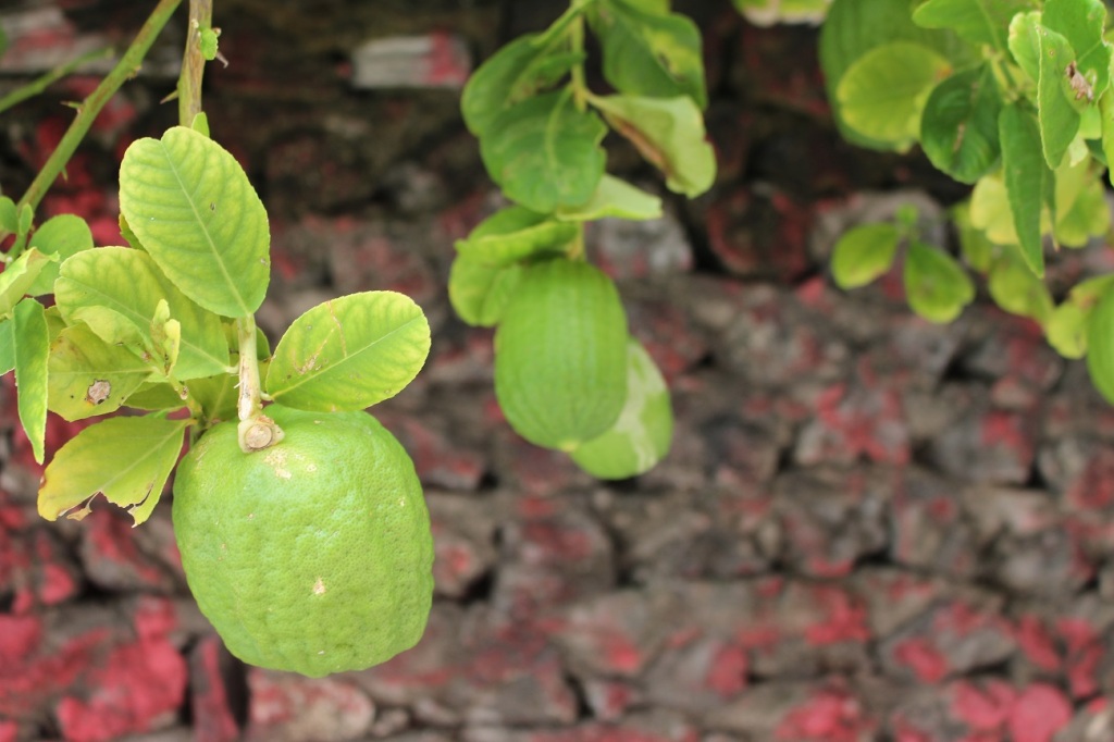 Maldivian lemons!