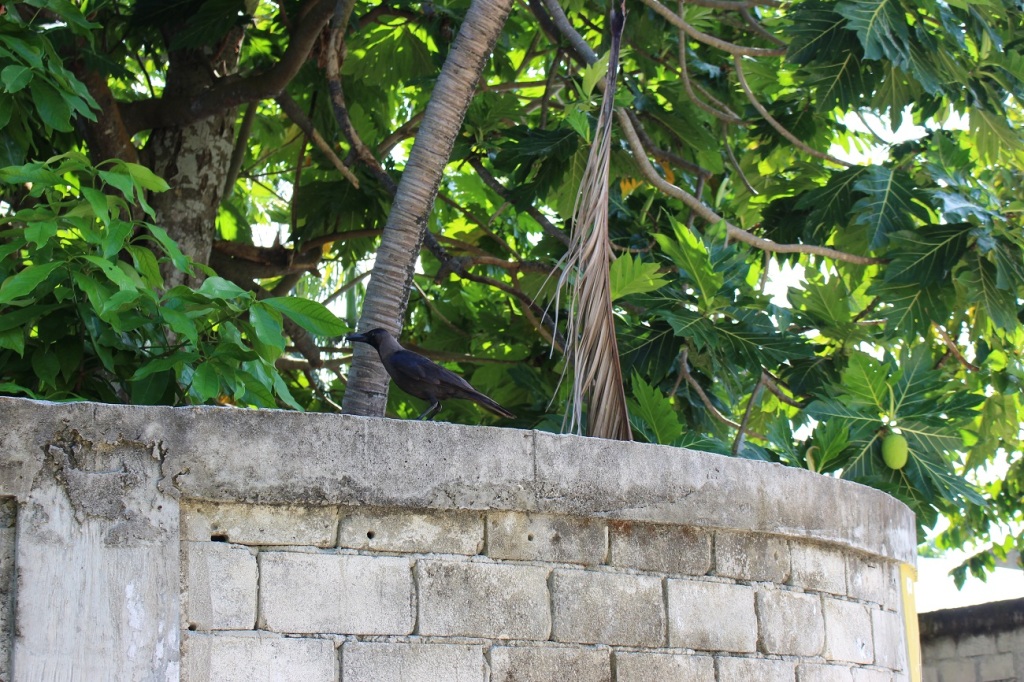 black crew and breadfruit (Banbukeyo)