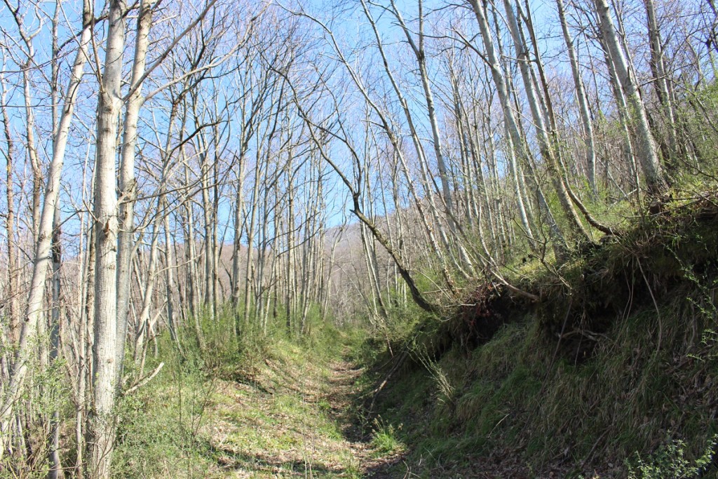 beautiful day for a hike in the woods