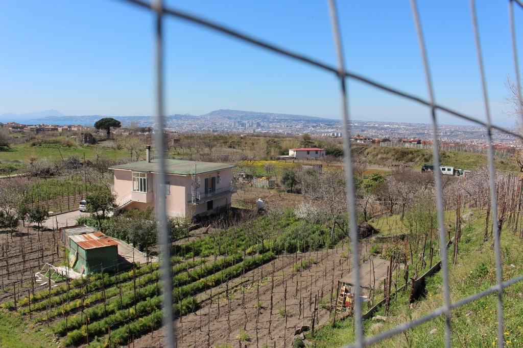 vegetable farm countryside