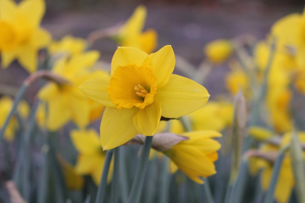 Spring outside my doorstep