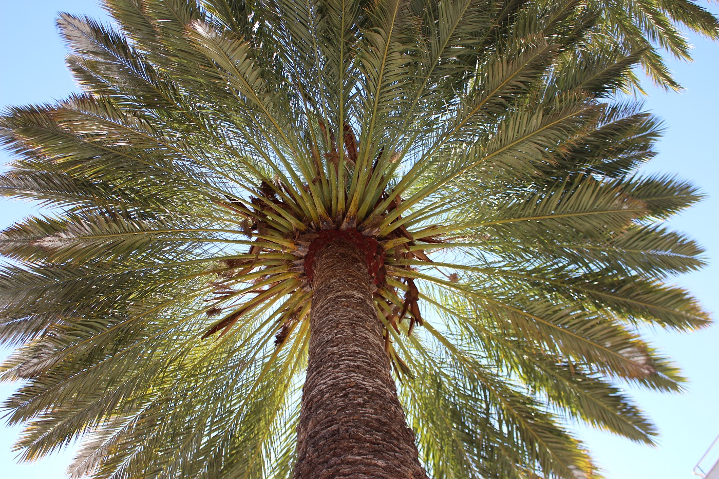 proud-like-palm